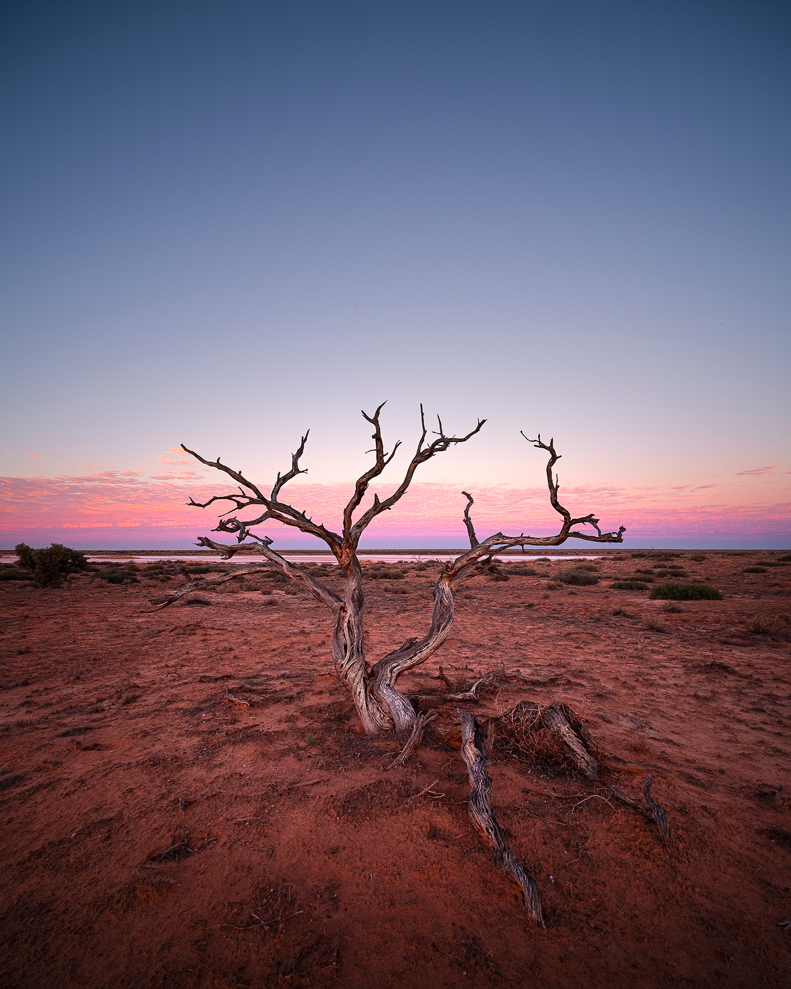 landscape photograph of desert tree